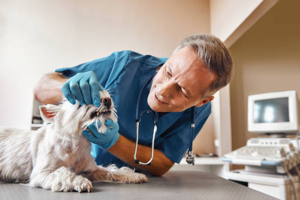 Best Emergency Tooth Extraction in Senatobia, MS